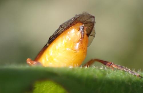 Euura melanocephala